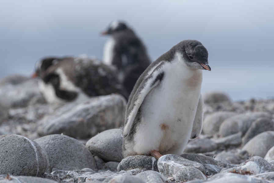 Pingüino Papua o Gentoo cría - isla Robert - islas Shetland del Sur 05.jpg
